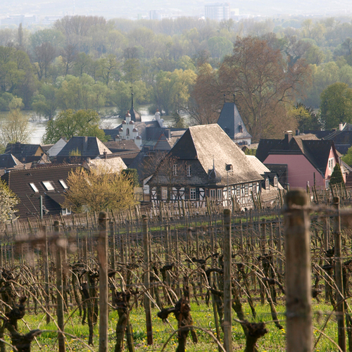 Restaurant Zum Krug in Hattenheim