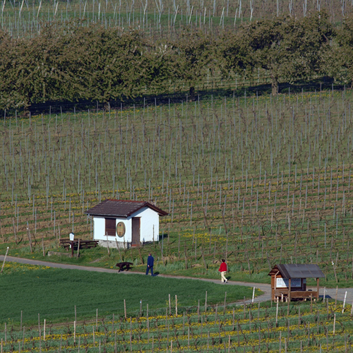 Restaurant Zum Krug in Hattenheim