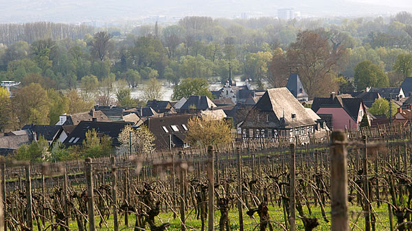 Restaurant Zum Krug in Hattenheim